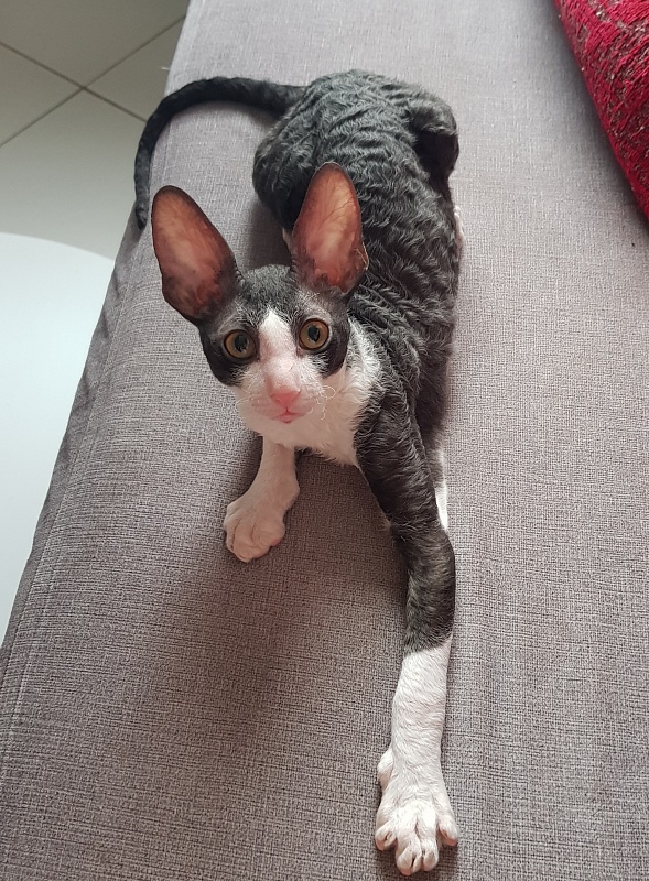 Odin Veter Svobody - Kitten cornish rex 3 months 1 week