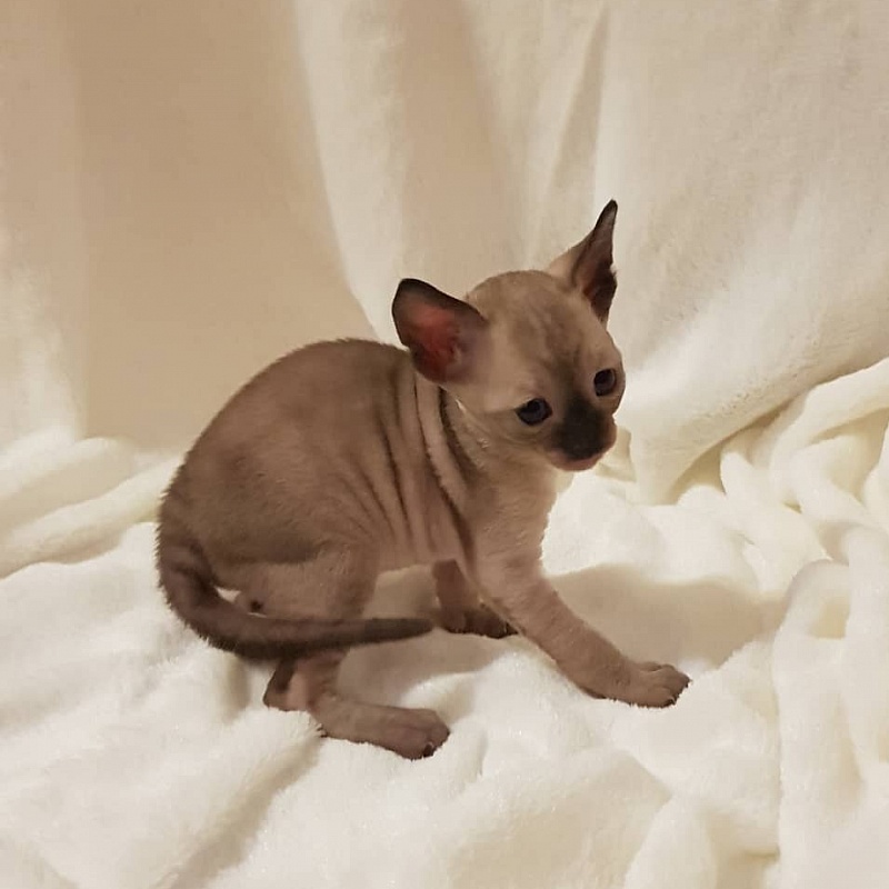 Quitty Elemani Dream - Kitten cornish rex 4 weeks