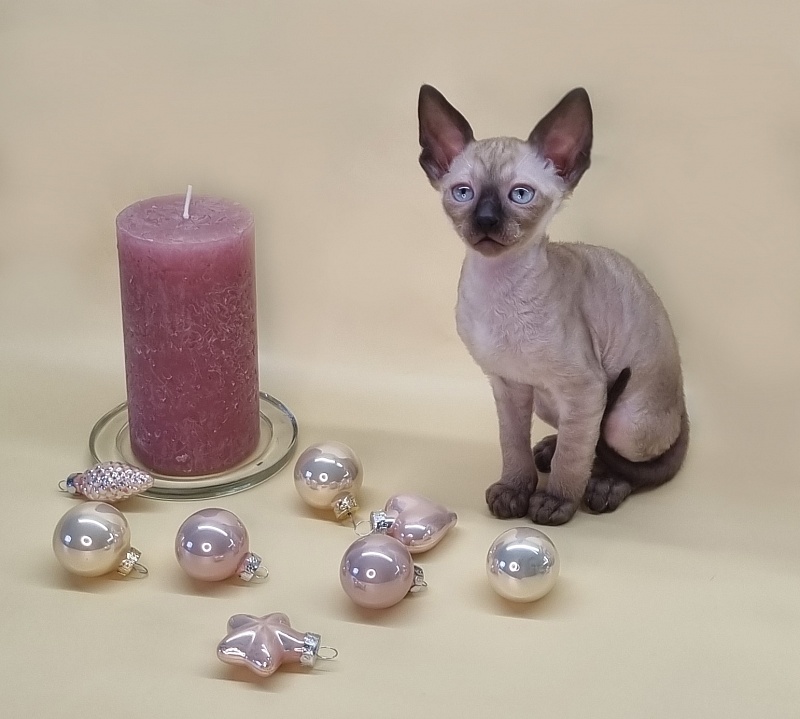 Quitty Elemani Dream - Kitten cornish rex 1 month 4 weeks