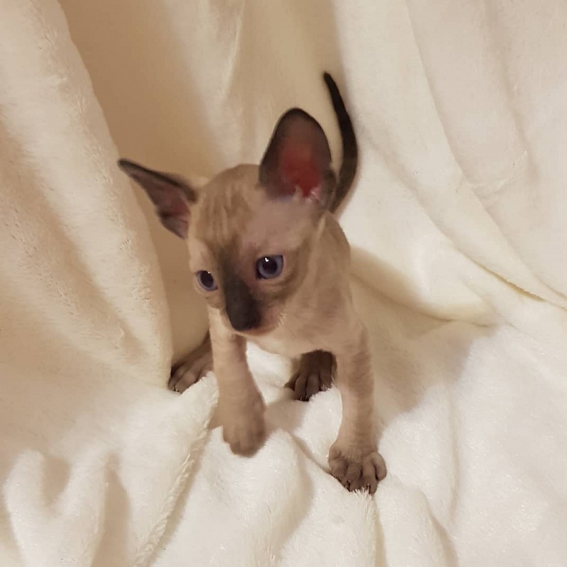 Quentin F Sharp Elemani Dream - Kitten cornish rex 4 weeks