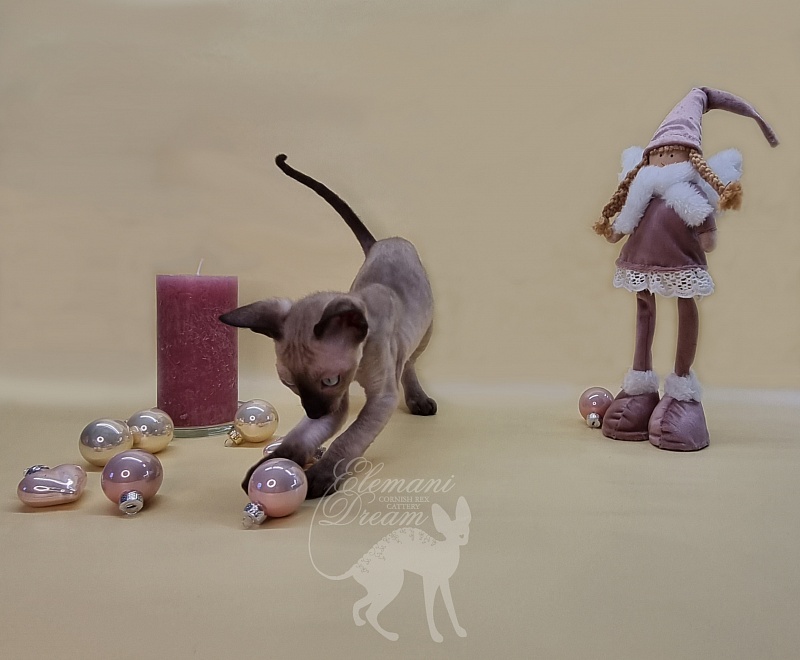 Quentin F Sharp Elemani Dream - Kitten cornish rex 1 month 4 weeks