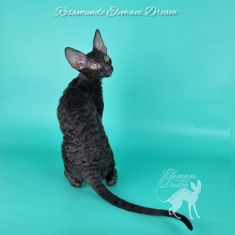 Rosamunde Elemani Dream - Kitten cornish rex 3.5 months