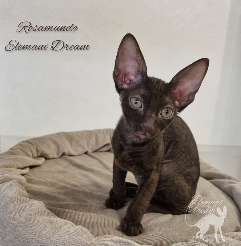 Rosamunde Elemani Dream - Kitten cornish rex 2.5 months