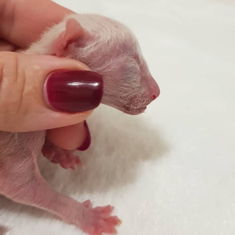 Roquefort Elemani Dream - Kitten cornish rex