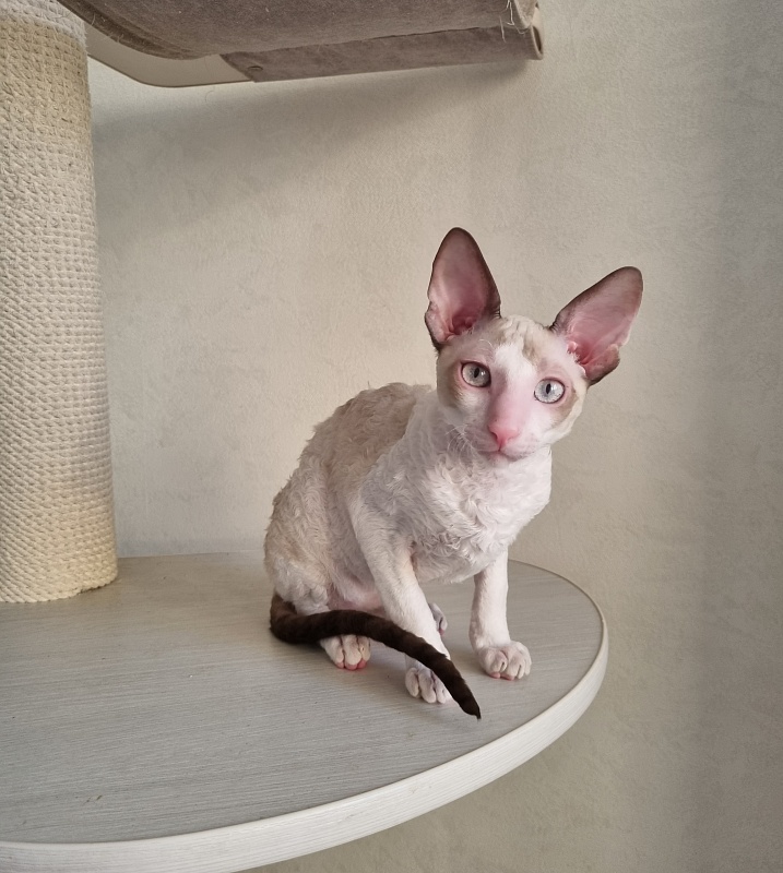 Roquefort Elemani Dream - Kitten cornish rex 4 months 1 week
