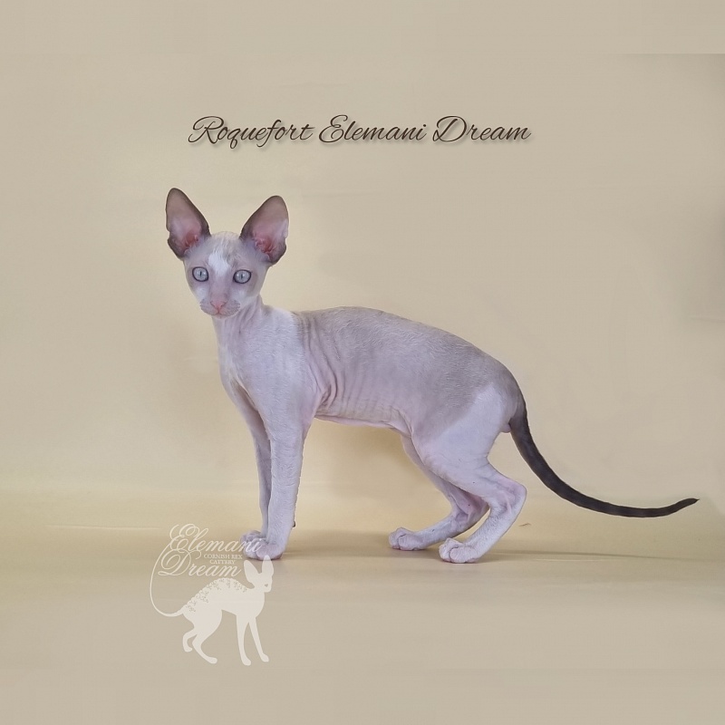 Roquefort Elemani Dream - Kitten cornish rex 2 months 3 weeks
