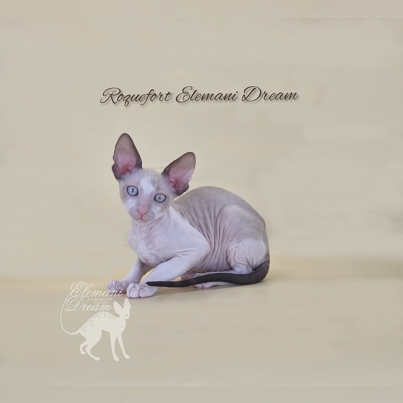 Roquefort Elemani Dream - Kitten cornish rex 2 months 3 weeks