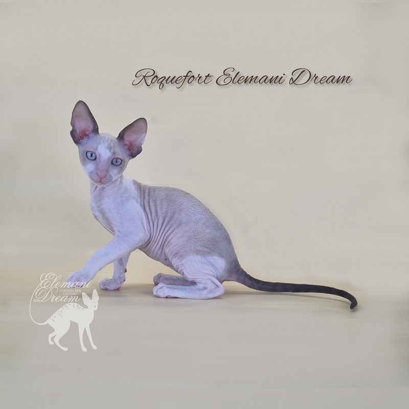 Roquefort Elemani Dream - Kitten cornish rex 2 months 3 weeks