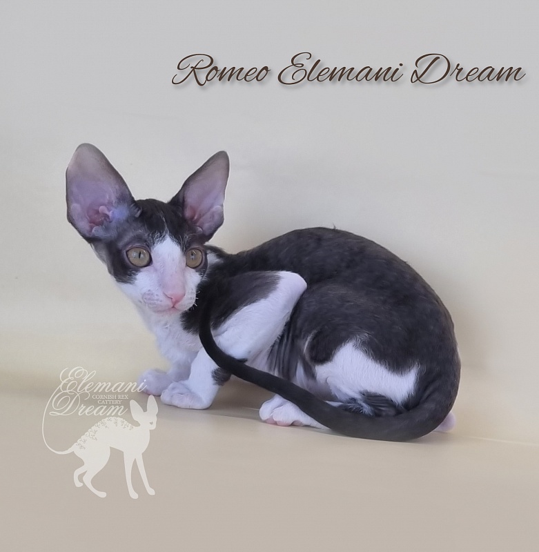 Romeo Elemani Dream - Котенок корниш-рекс 2 месяца 3 недели