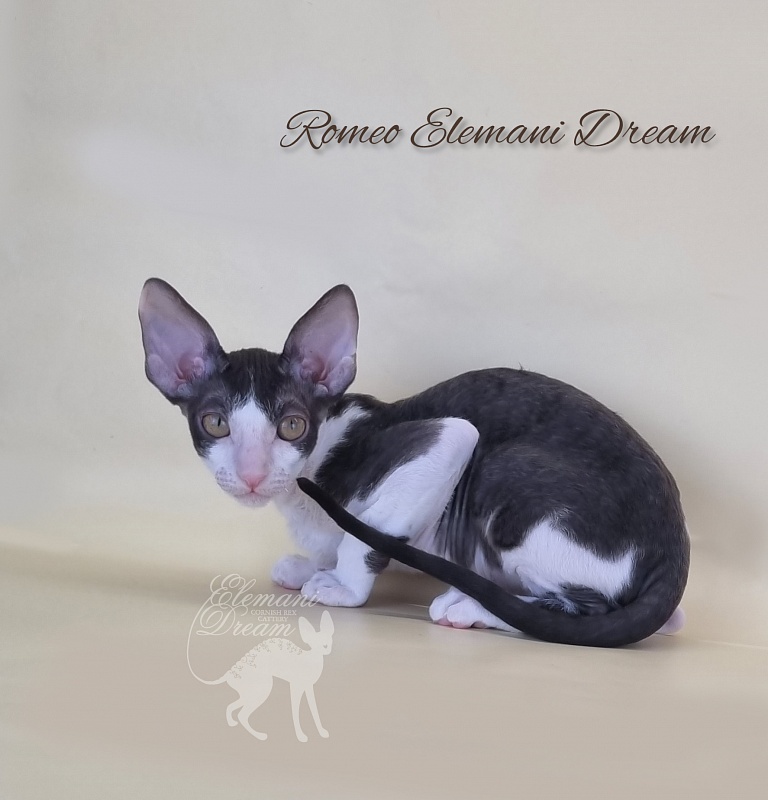 Romeo Elemani Dream - Котенок корниш-рекс 2 месяца 3 недели
