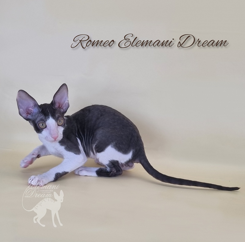 Romeo Elemani Dream - Котенок корниш-рекс 2 месяца 3 недели