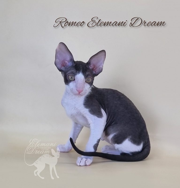 Romeo Elemani Dream - Котенок корниш-рекс 2 месяца 3 недели