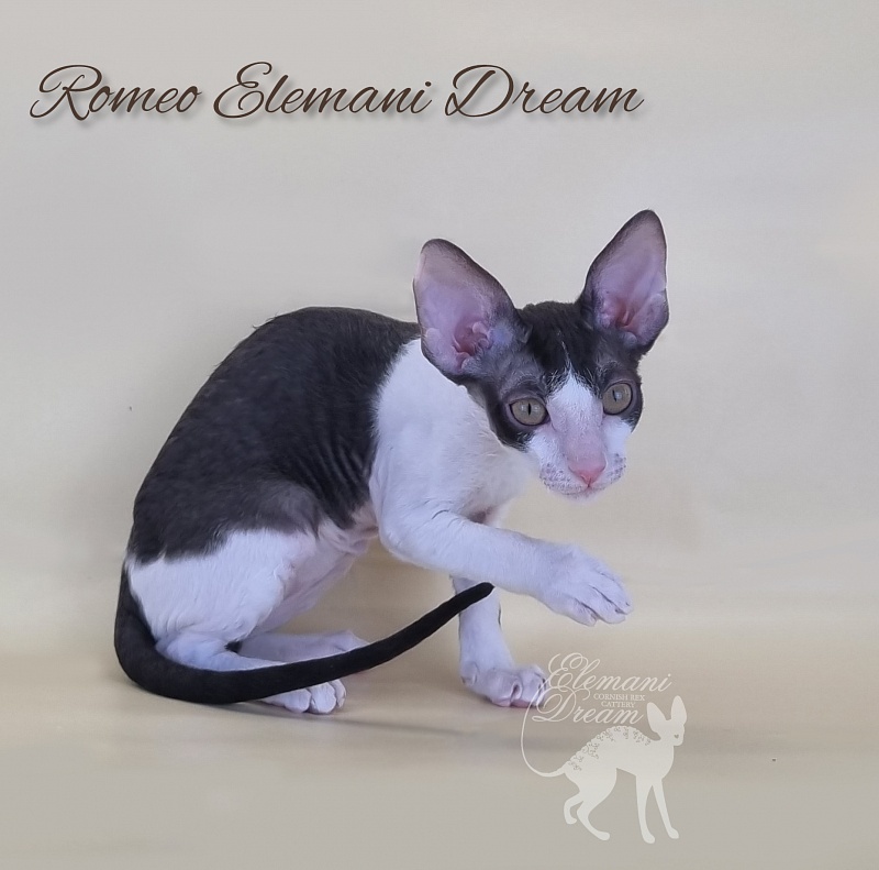 Romeo Elemani Dream - Котенок корниш-рекс 2 месяца 3 недели