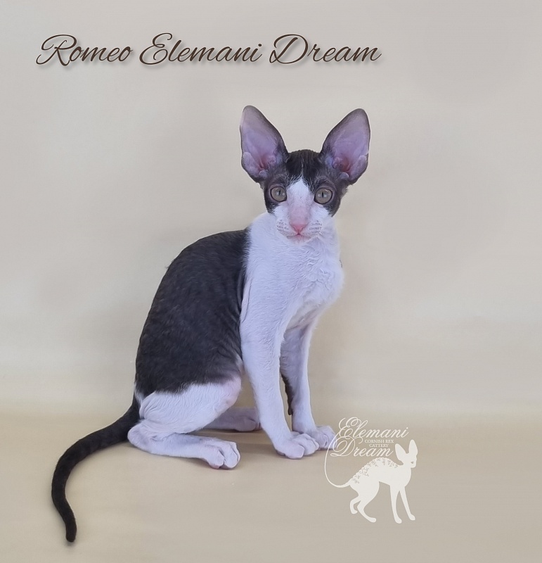 Romeo Elemani Dream - Котенок корниш-рекс 2 месяца 3 недели