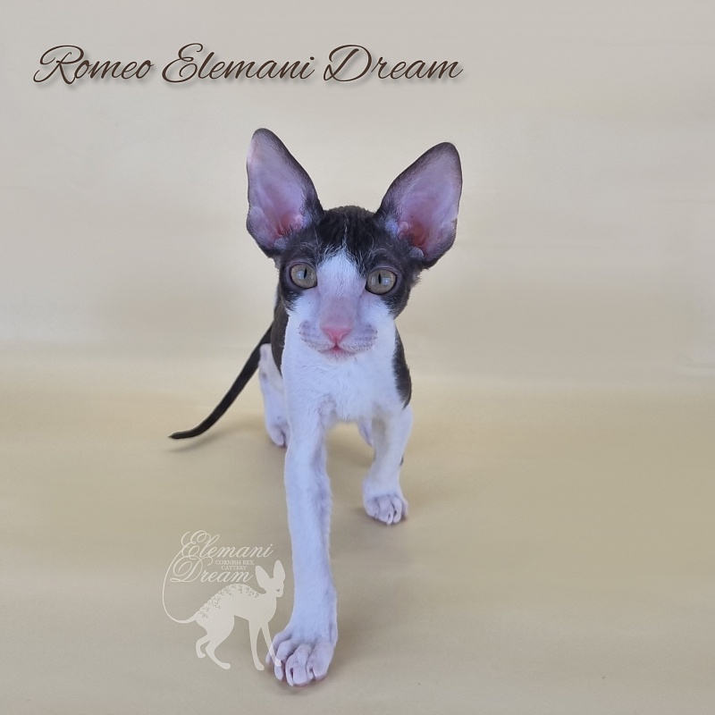 Romeo Elemani Dream - Котенок корниш-рекс 2 месяца 3 недели