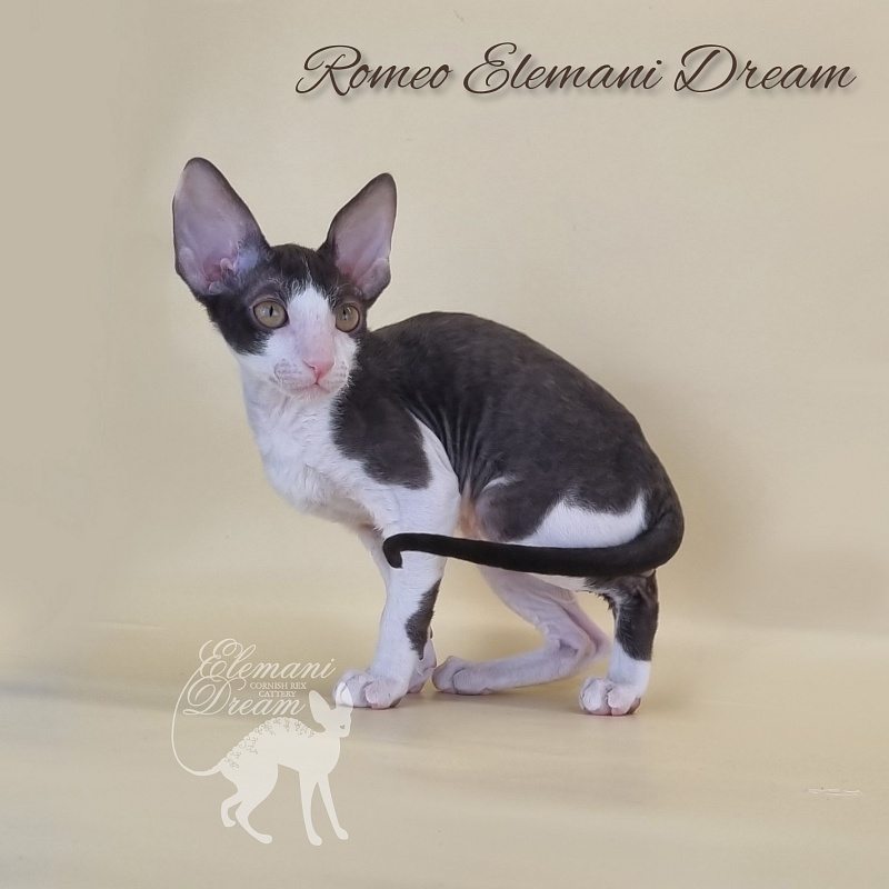 Romeo Elemani Dream - Котенок корниш-рекс 2 месяца 3 недели