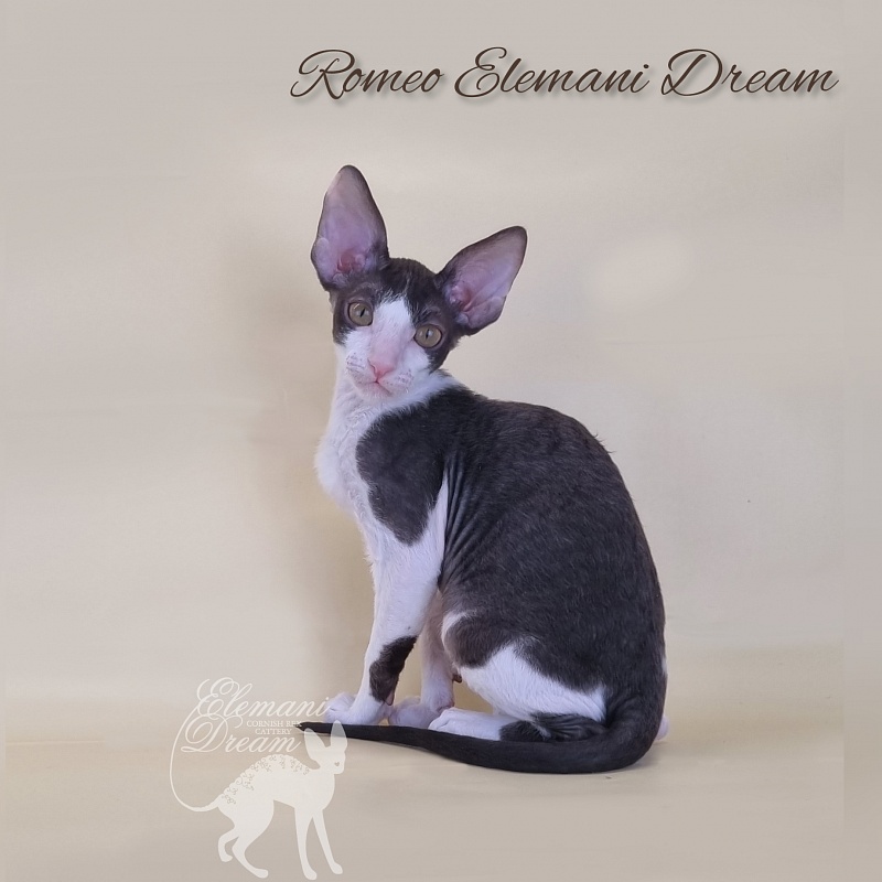 Romeo Elemani Dream - Котенок корниш-рекс 2 месяца 3 недели