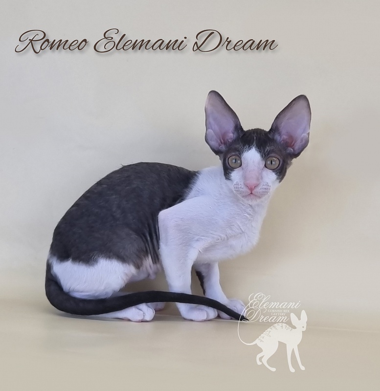 Romeo Elemani Dream - Котенок корниш-рекс 2 месяца 3 недели