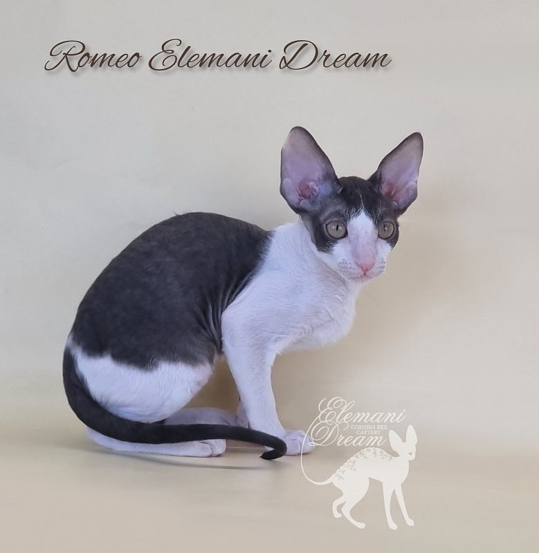 Romeo Elemani Dream - Котенок корниш-рекс 2 месяца 3 недели