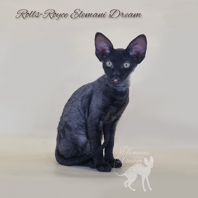 Rolls-Royce Elemani Dream - Kitten cornish rex 2 months 3 weeks