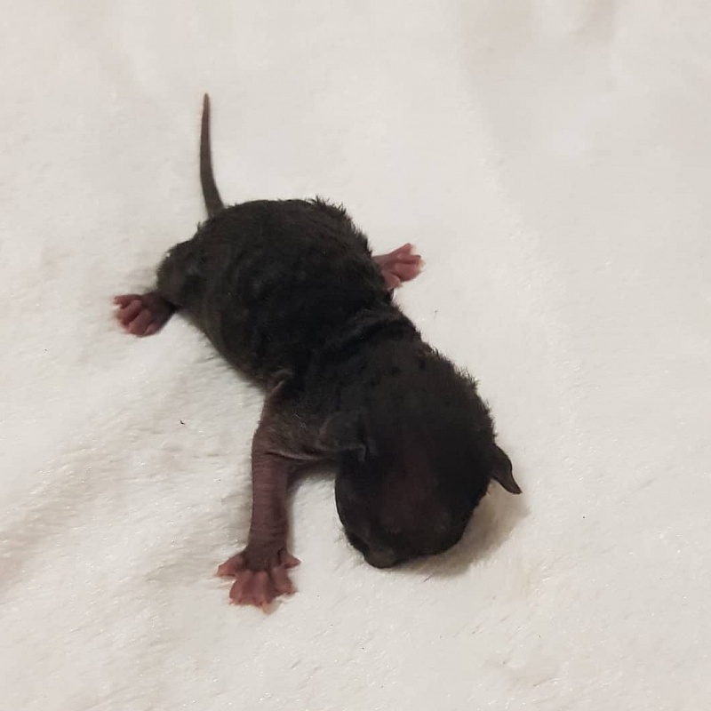 Rolls-Royce Elemani Dream - Kitten cornish rex