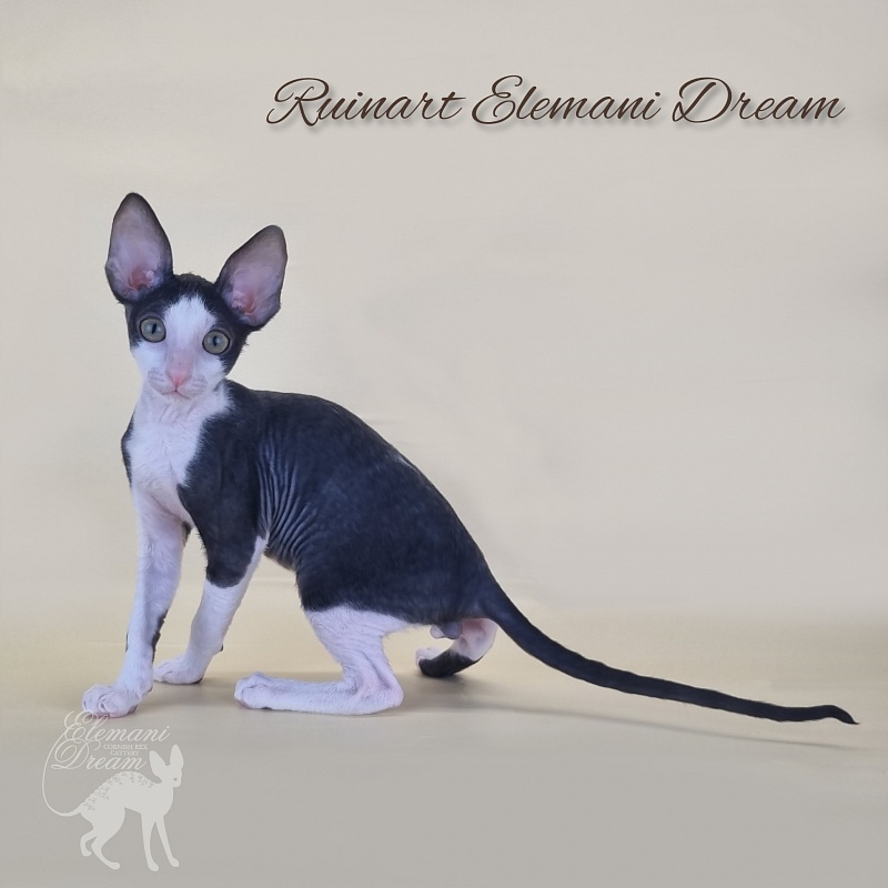 Ruinart Elemani Dream - Kitten cornish rex 2 months 3 weeks