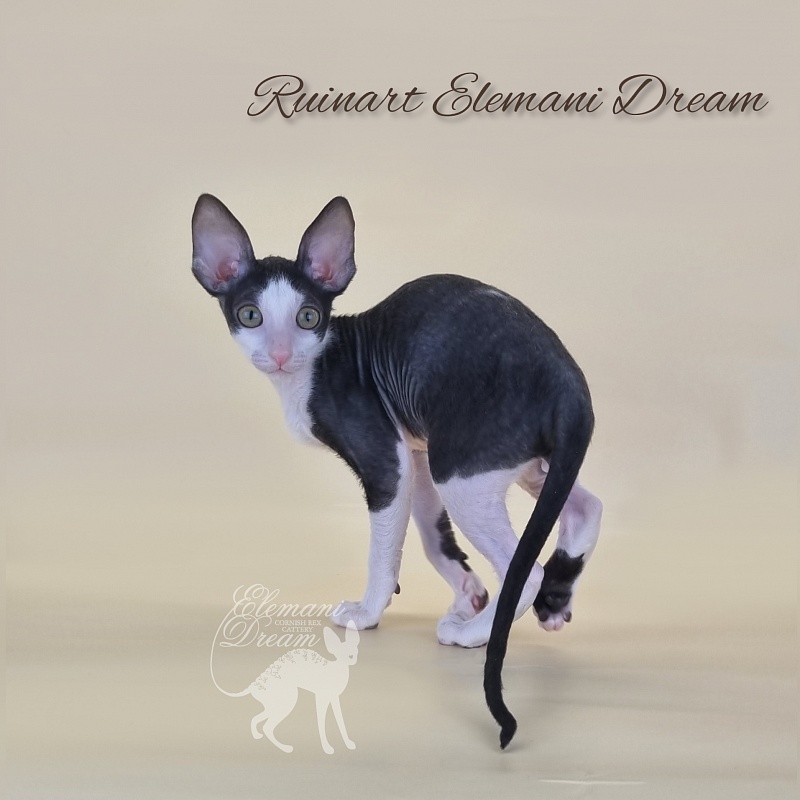 Ruinart Elemani Dream - Kitten cornish rex 2 months 3 weeks