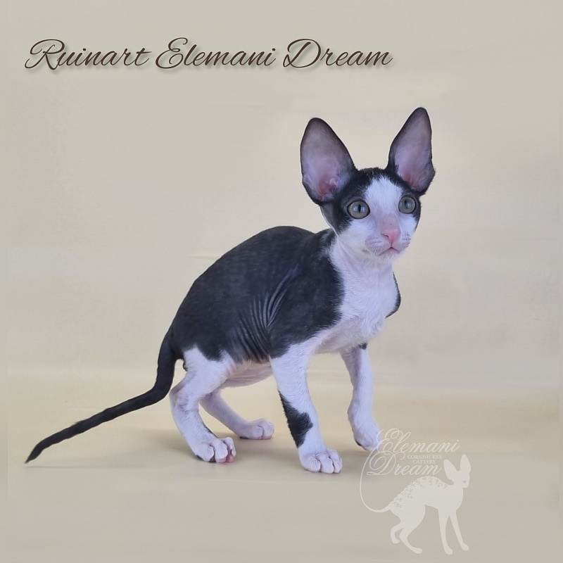 Ruinart Elemani Dream - Kitten cornish rex 2 months 3 weeks