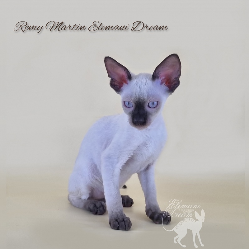 Remy Martin Elemani Dream - Котенок корниш-рекс 2 месяца 3 недели