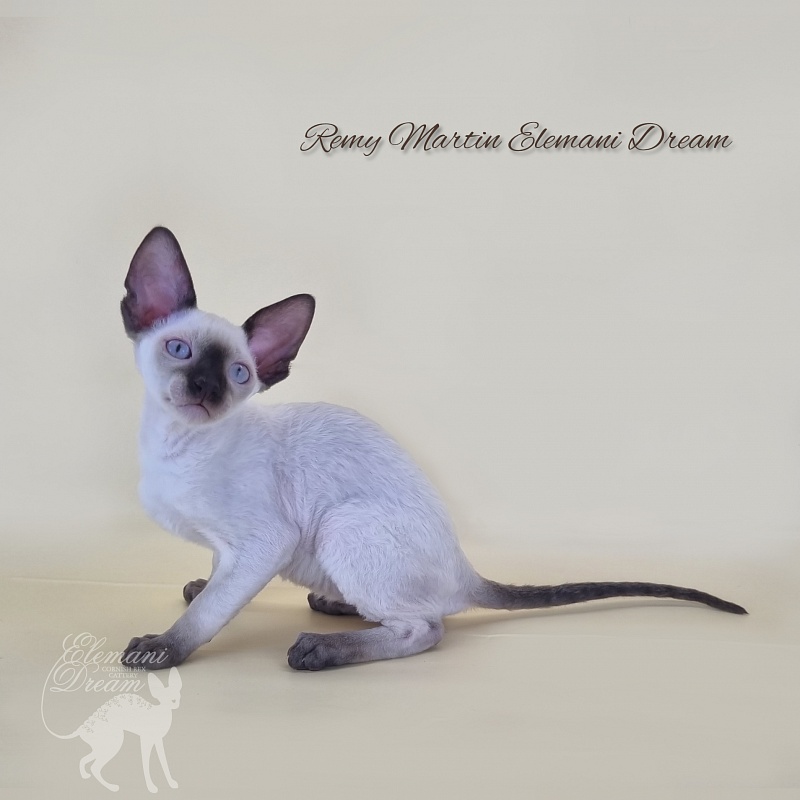 Remy Martin Elemani Dream - Котенок корниш-рекс 2 месяца 3 недели