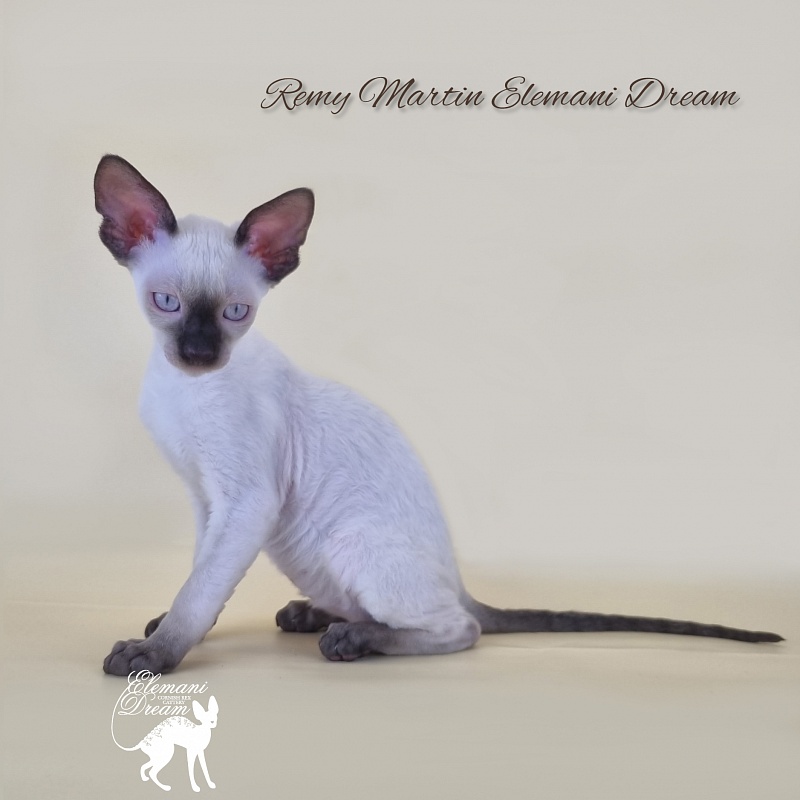 Remy Martin Elemani Dream - Котенок корниш-рекс 2 месяца 3 недели