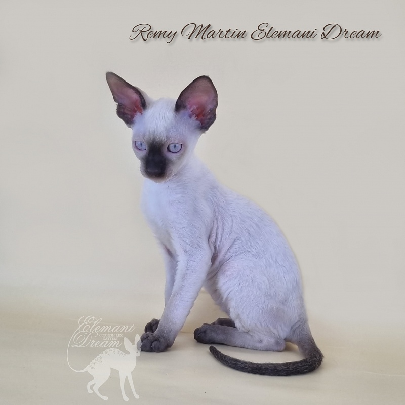 Remy Martin Elemani Dream - Котенок корниш-рекс 2 месяца 3 недели