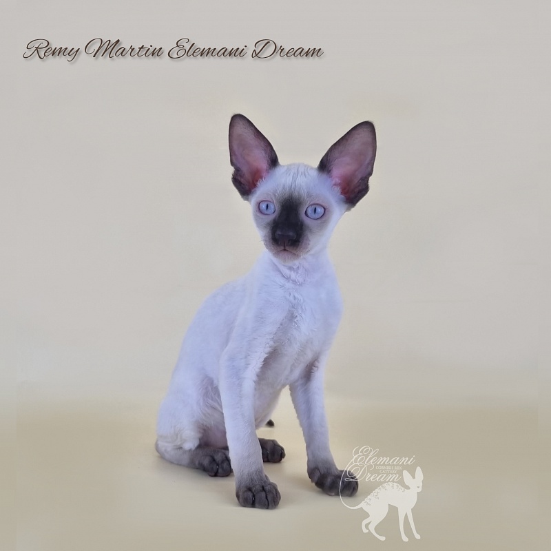 Remy Martin Elemani Dream - Котенок корниш-рекс 2 месяца 3 недели