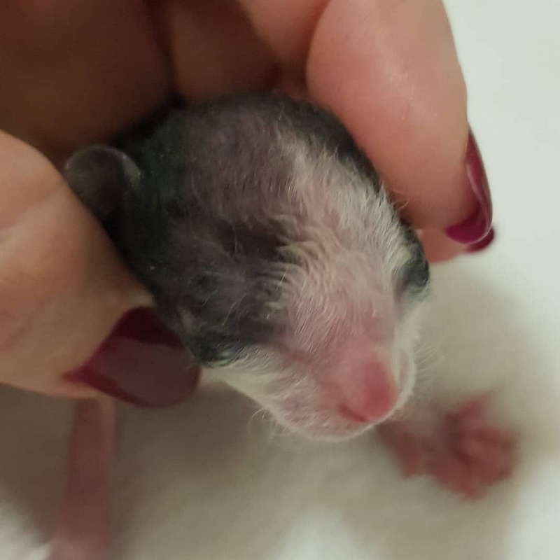 Rockefeller Elemani Dream - Kitten cornish rex