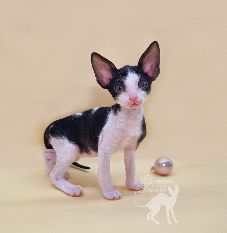 Rockefeller Elemani Dream - Kitten cornish rex 1 month 1.5 week