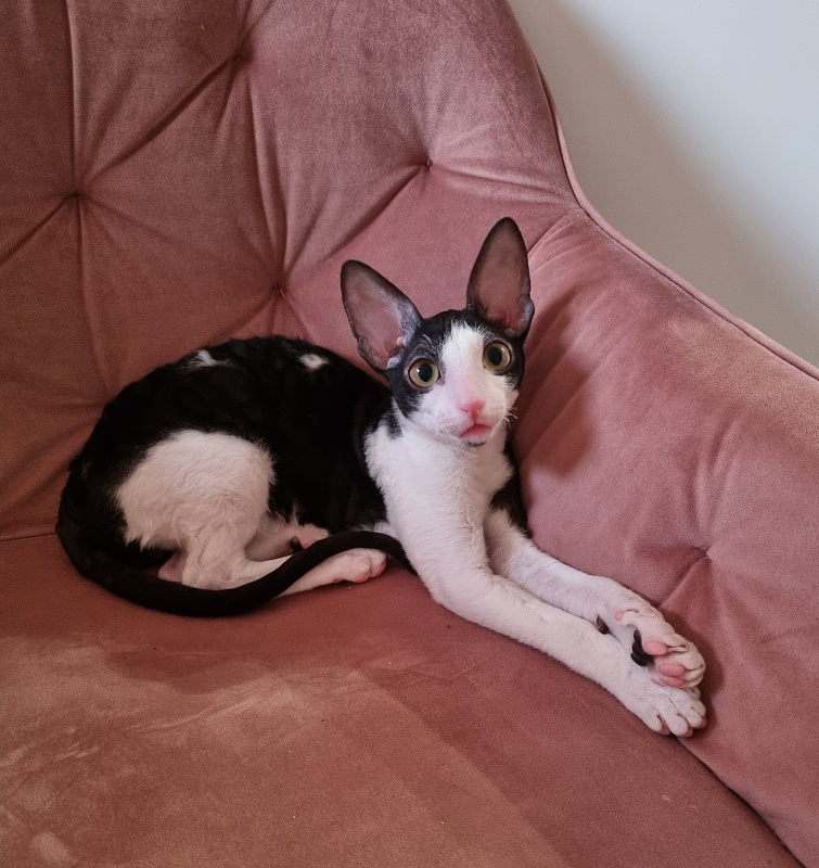 Rockefeller Elemani Dream - Kitten cornish rex 4 months 1 week