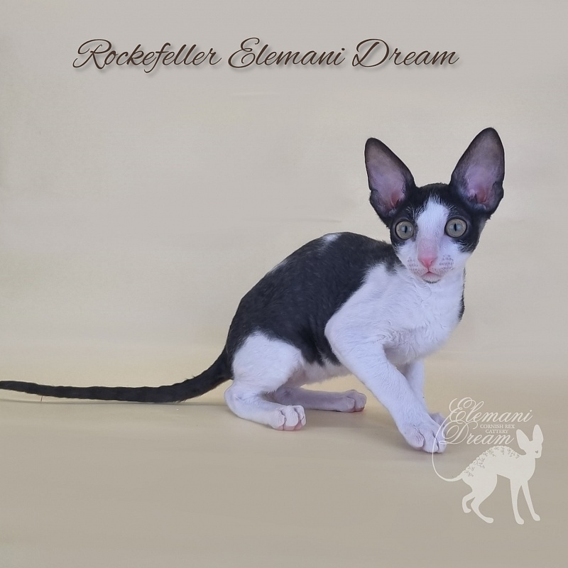 Rockefeller Elemani Dream - Kitten cornish rex 2 months 3 weeks