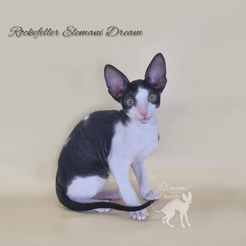 Rockefeller Elemani Dream - Kitten cornish rex 2 months 3 weeks