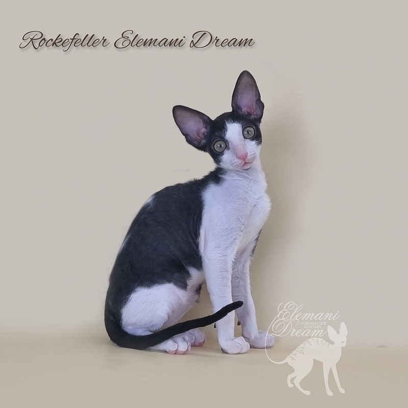 Rockefeller Elemani Dream - Kitten cornish rex 2 months 3 weeks