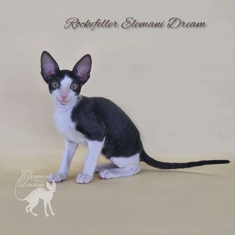 Rockefeller Elemani Dream - Kitten cornish rex 2 months 3 weeks
