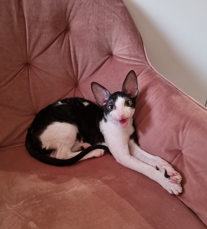 Rockefeller Elemani Dream - Kitten cornish rex 4 months 1 week