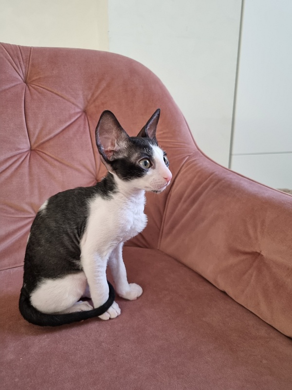 Rockefeller Elemani Dream - Kitten cornish rex 2 months 0.5 weeks