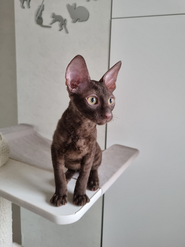 Shogetten Elemani Dream - Kitten cornish rex 3 months 1 week