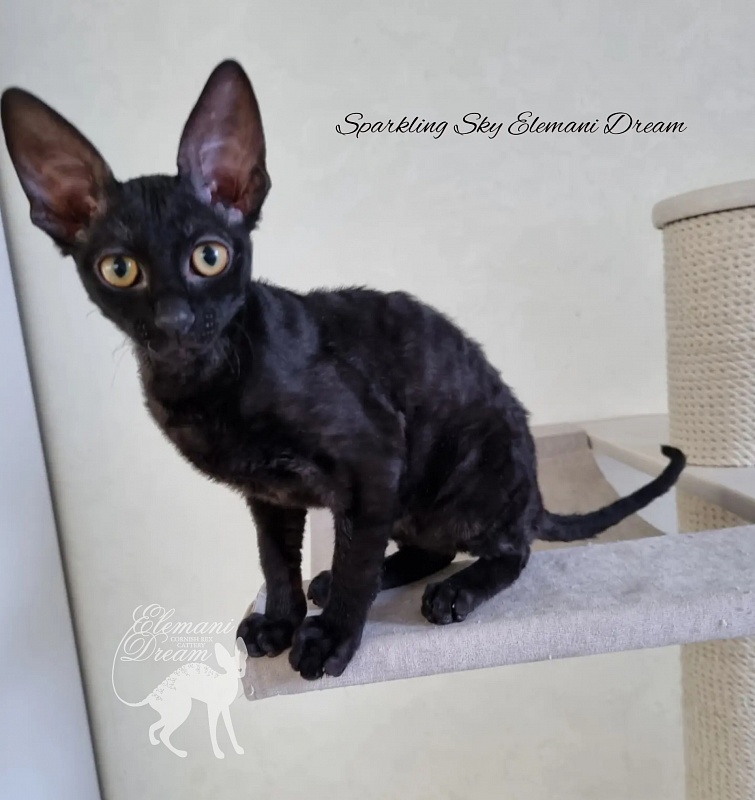 Sparkling Sky Elemani Dream - Kitten cornish rex 3 months 1 week