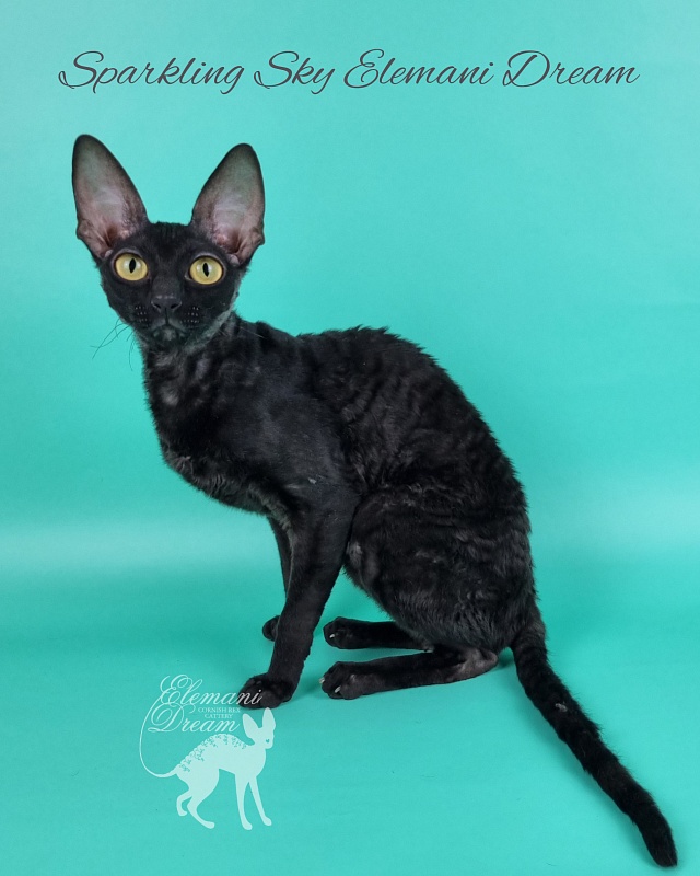 Sparkling Sky Elemani Dream - Junior cornish rex 9 months 2 weeks