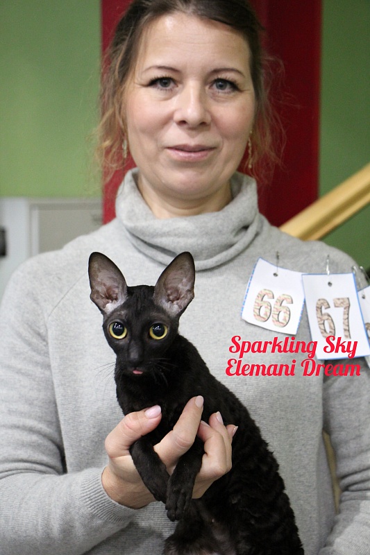 Sparkling Sky Elemani Dream - Adult cornish rex 1 year 10 months 0.5 weeks