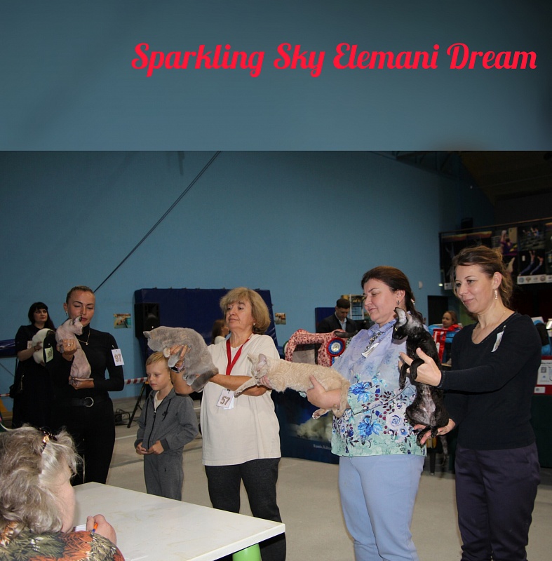 Sparkling Sky Elemani Dream - Adult cornish rex 1 year 10 months 0.5 weeks