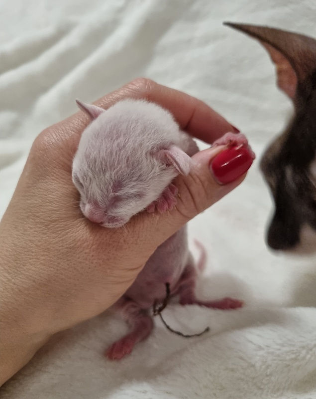 Savoiardi Elemani Dream - Kitten cornish rex