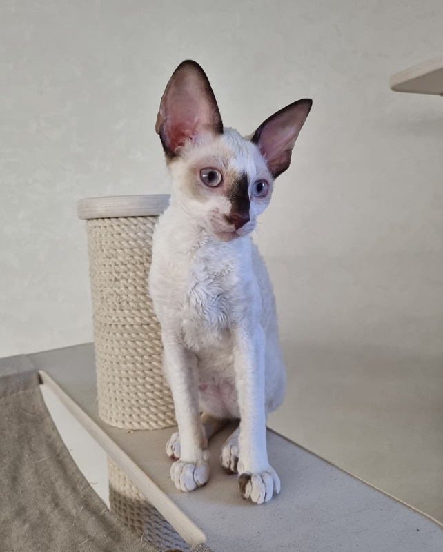 Savoiardi Elemani Dream - Kitten cornish rex 3 months 1 week