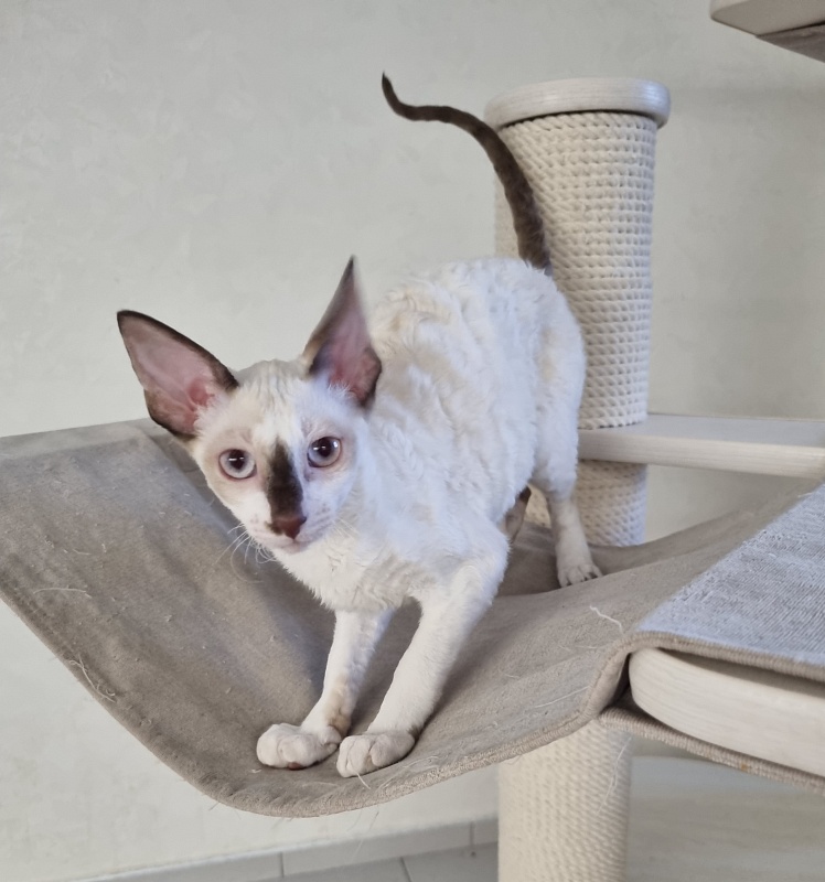 Savoiardi Elemani Dream - Kitten cornish rex 3 months 1 week